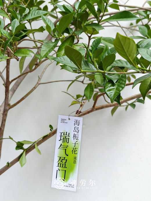 落地海岛栀子花 商品图1