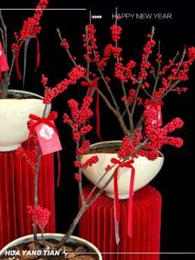 日富一日· 北美冬青陶瓷盆栽