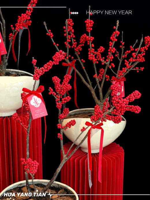 日富一日· 北美冬青陶瓷盆栽 商品图0