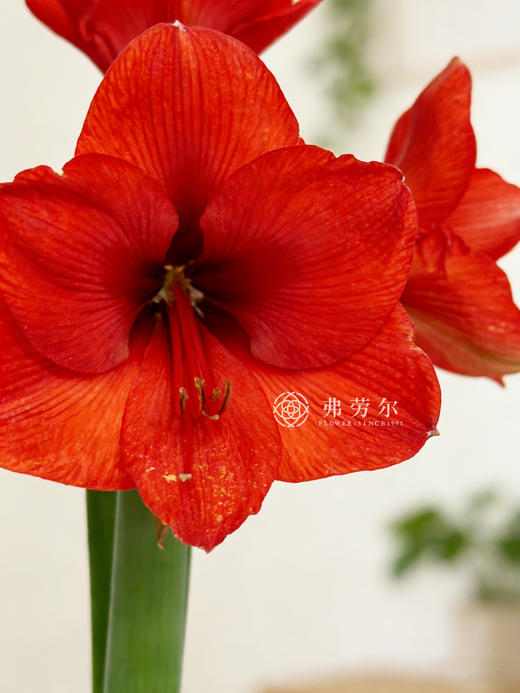 Q萌卡通朱顶红 商品图4