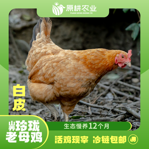 山养玲珑老母鸡(白皮)