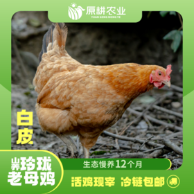 山养玲珑老母鸡(白皮)