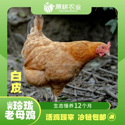 山养玲珑老母鸡(白皮) 商品图0