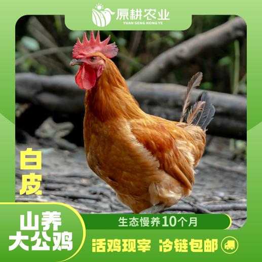 山养土公鸡(白皮) 商品图0