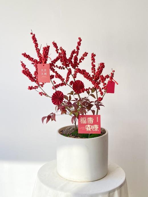 冬青白盆/580 商品图0