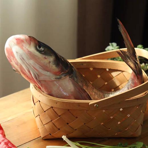 查干湖冬捕26年胖头鱼（13斤-20斤） 商品图5