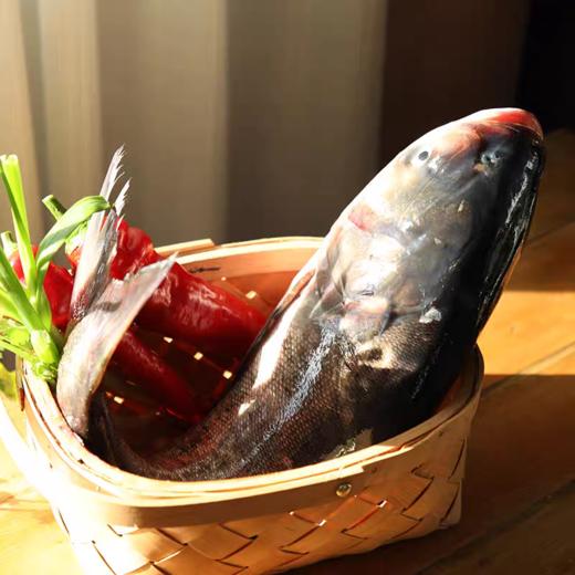 查干湖冬捕26年胖头鱼（13斤-20斤） 商品图4