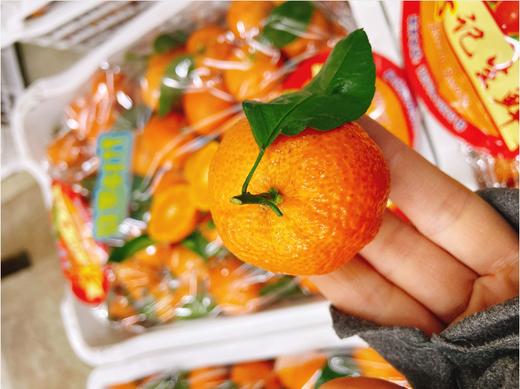 符记砂糖橘一箱 商品图1