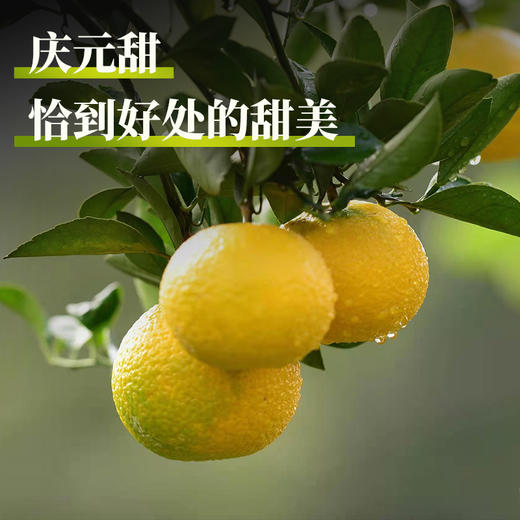 山妞甜橘柚10斤装礼盒（果径75果）（商） 商品图2
