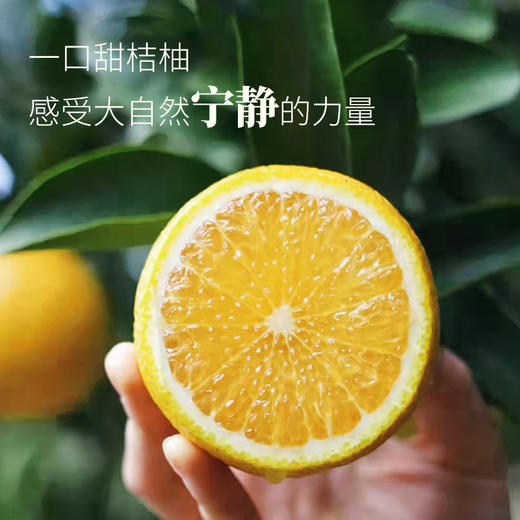 山妞甜橘柚10斤装礼盒（果径75果）（商） 商品图1