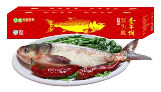 查干湖冬捕26年胖头鱼（13斤-20斤） 商品图0