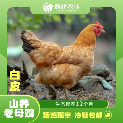 山养老母鸡(白皮) 商品图0