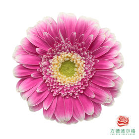 非洲菊 紫悦  10枝一扎