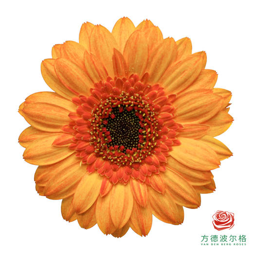 非洲菊 维尼  10枝一扎 商品图0