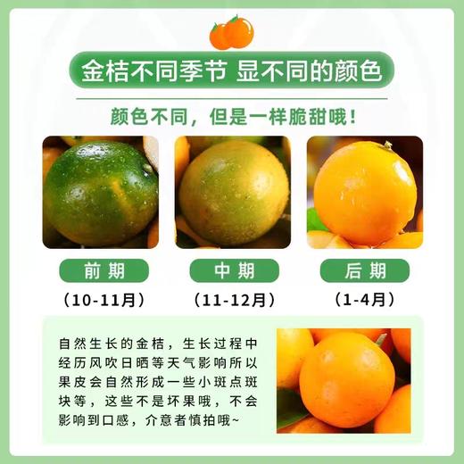 称重  广西金桔特大果500g 商品图1