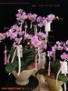 团团圆圆 · 蝴蝶兰盆栽 商品缩略图0