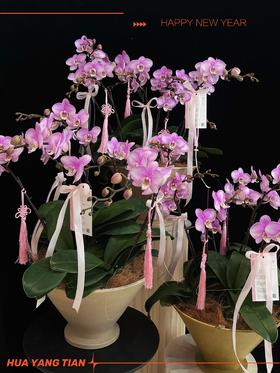 团团圆圆 · 蝴蝶兰盆栽