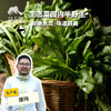 生态荠菜（预售 1周内发货）| 合作生产*Ecological shepherd's purse | Coproduction 商品缩略图0