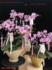 团团圆圆 · 蝴蝶兰盆栽 商品缩略图2