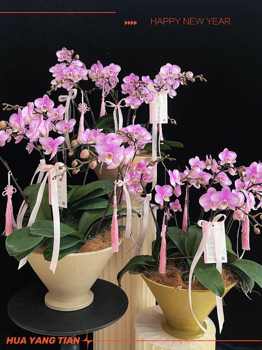团团圆圆 · 蝴蝶兰盆栽 商品图2