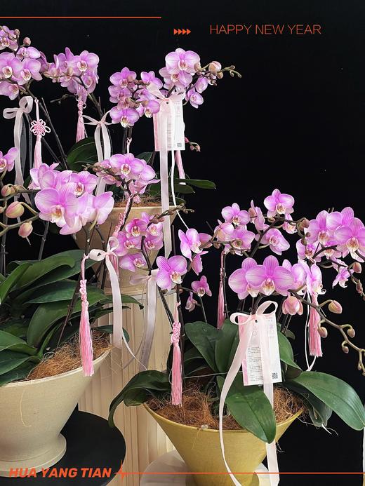 团团圆圆 · 蝴蝶兰盆栽 商品图1