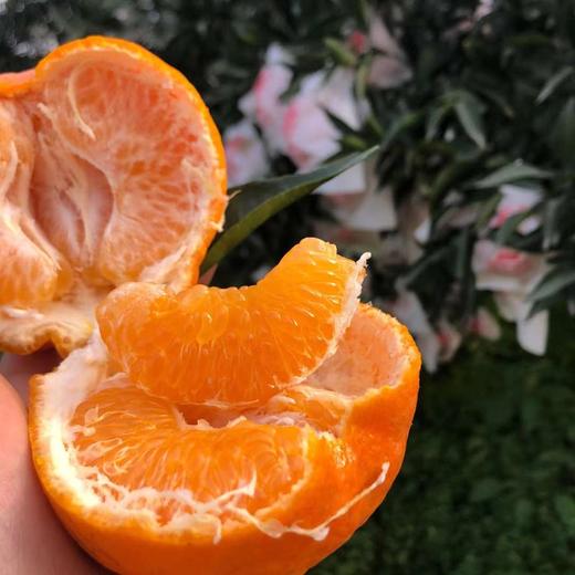 春见 耙耙柑  10斤大果 纯甜 商品图1