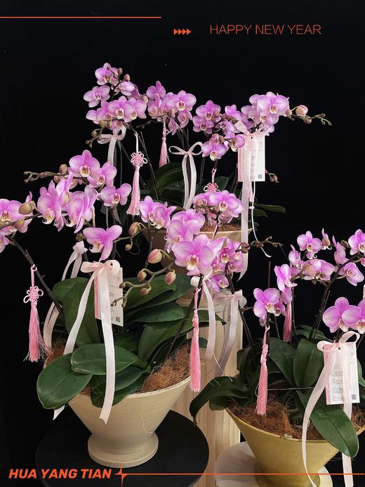 团团圆圆 · 蝴蝶兰盆栽 商品图3
