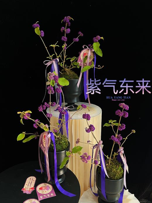 紫气东来 · 紫福珠盆景 商品图6