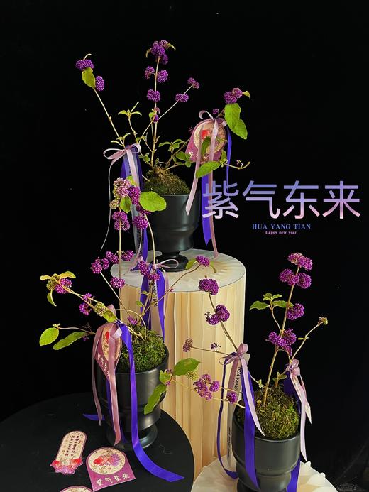 紫气东来 · 紫福珠盆景 商品图0