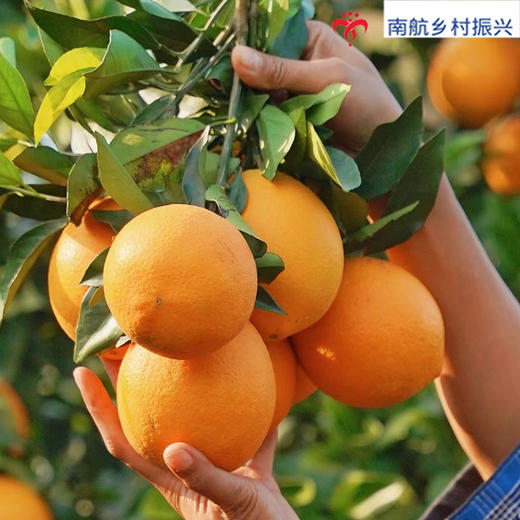 12枚装脐橙（礼盒装） 商品图1