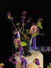 紫气东来 · 紫福珠盆景 商品缩略图4