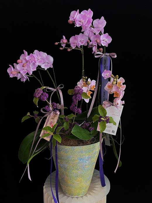 紫气纳福 · 蝴蝶兰盆栽 商品图2