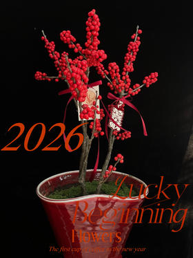 好运启程· 北美冬青陶瓷盆栽