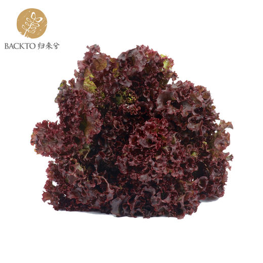 有机紫叶生菜 300g/份 全国配送（偏远地区除外） 商品图0