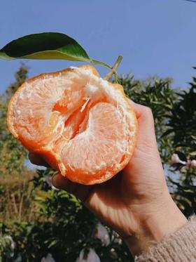 春见 耙耙柑  10斤大果 纯甜