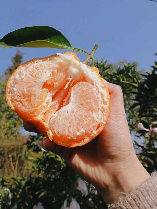 春见 耙耙柑  10斤大果 纯甜 商品图0