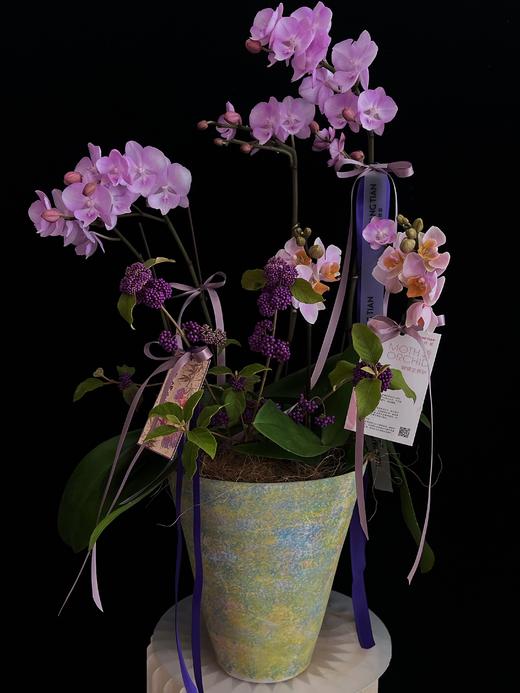 紫气纳福 · 蝴蝶兰盆栽 商品图3