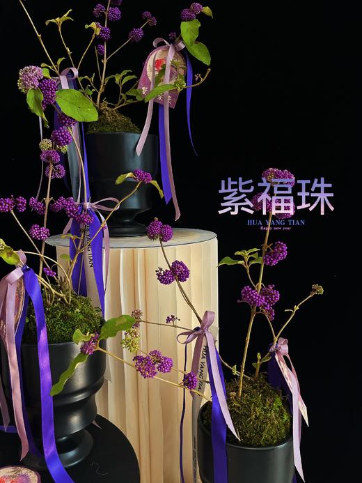 紫气东来 · 紫福珠盆景 商品图2