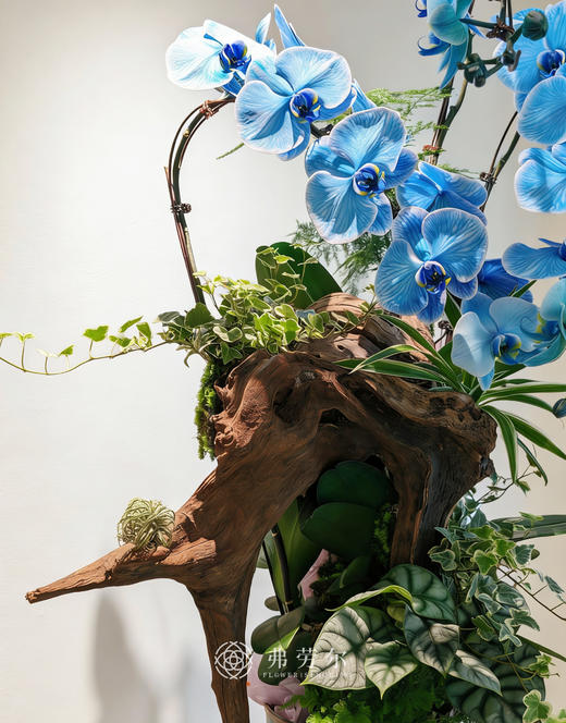 汇通四海-马卡龙蝴蝶兰蓝色 商品图2