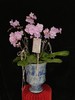 福满门庭 · 蝴蝶兰盆栽 商品缩略图0