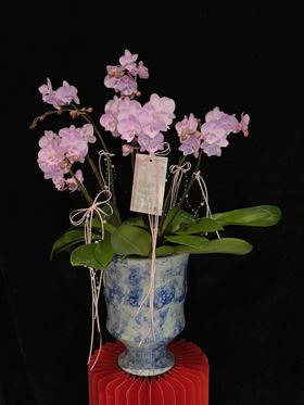 福满门庭 · 蝴蝶兰盆栽