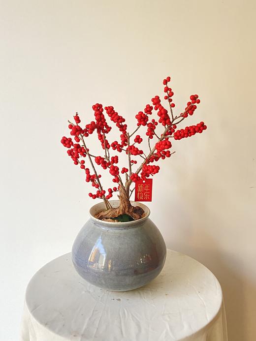 冬青/MXY蓝罐268 商品图0