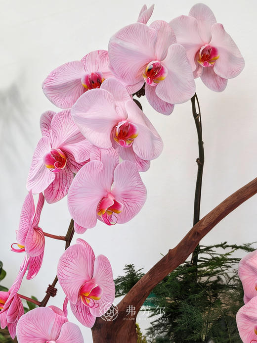 阖家欢乐-马卡龙蝴蝶兰粉色 商品图2