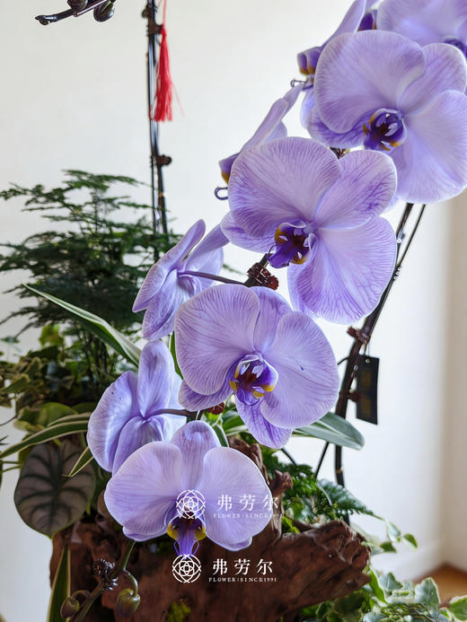 马上有财花-马卡龙蝴蝶兰紫色 商品图1