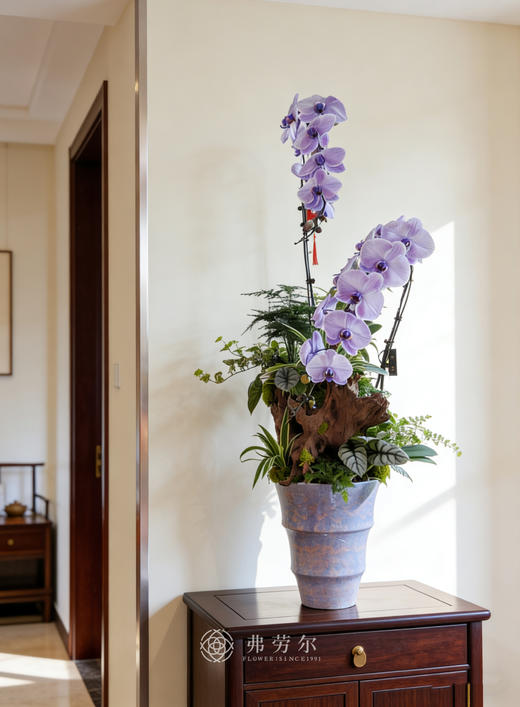 马上有财花-马卡龙蝴蝶兰紫色 商品图0