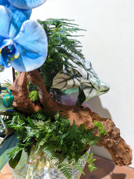 马卡龙蝴蝶兰蓝色 商品图1