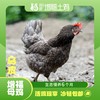 散养乌皮鸡 商品缩略图1