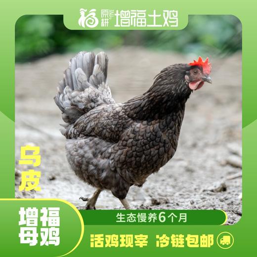 散养乌皮鸡 商品图1