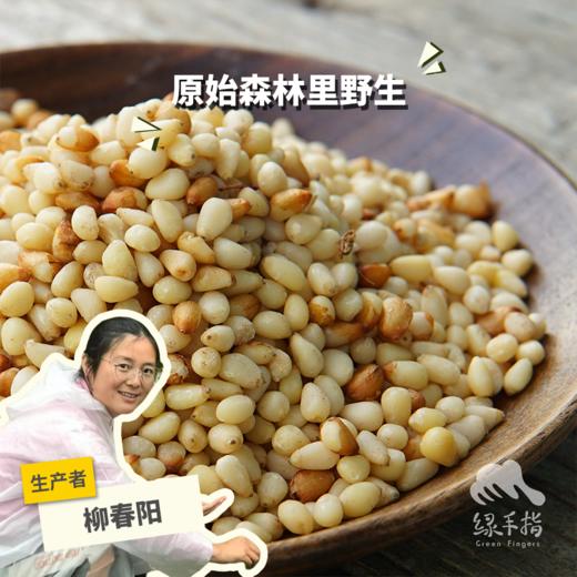 野生偃松仁 | 合作生产*Wild pine kernels | Coproduction 商品图0