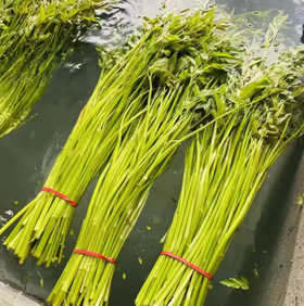 精选水芹400g 单份  ±20g 买放心菜就上瑞和泰